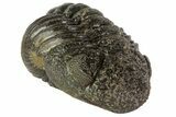 Morocops Trilobite Fossil - Partially Enrolled #67004-4